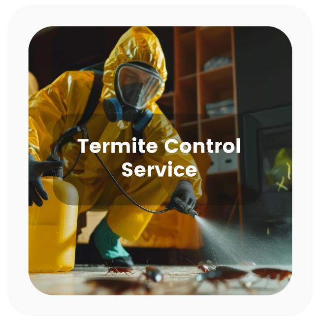 Termite control service Termite control service