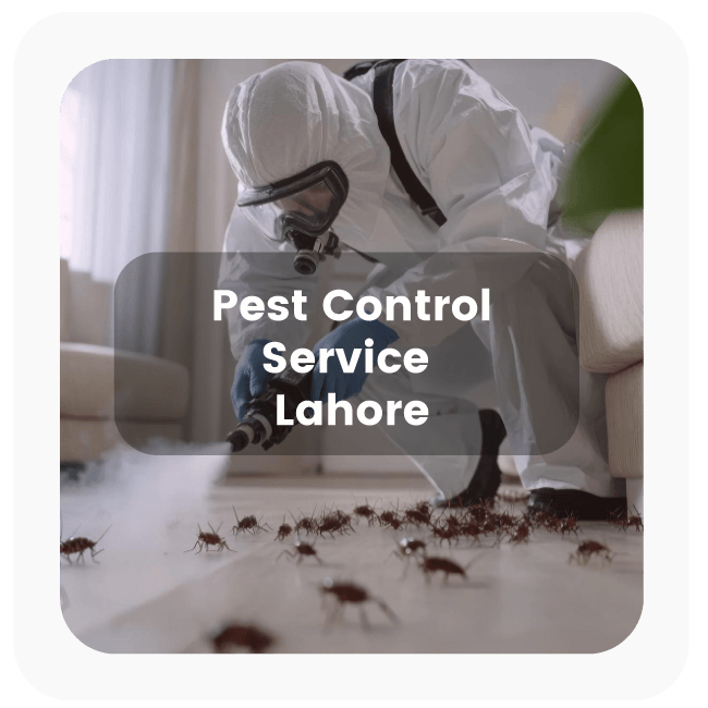 Pest Control Services in Lahore
